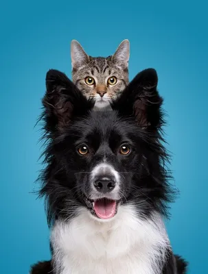 Портрет собаки бордер-колли со прячущейся кошкой позади | Премиум Фото