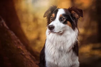 Картинки Бордер-колли Собаки Взгляд животное