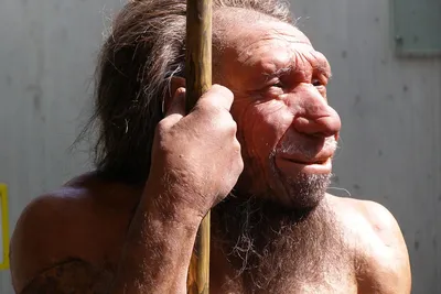 Вызывающий бородавки вирус достался человеку от неандертальцев