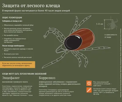 Клещи-мигранты: в России легче заразиться боррелиозом, чем энцефалитом -  РИА Новости, 03.03.2020