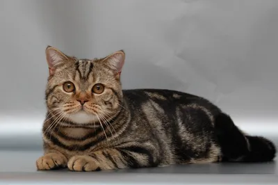 Британская кошка тигровый окрас - картинки и фото koshka.top