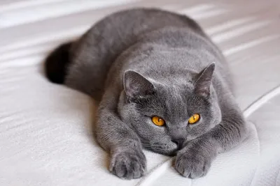 Британская - описание породы кошек: характер, особенности поведения,  размер, отзывы и фото - Питомцы Mail.ru