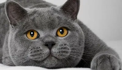Самая грациозная и бархатная Британская кошка | Pets2.me | Дзен