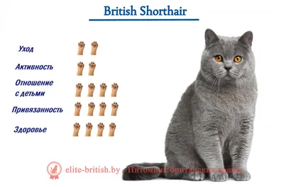 Здоровье британских кошек: слабые места, болезни и симптомы