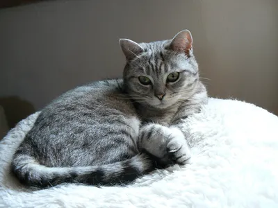 Британская кошка серая полосатая - картинки и фото koshka.top