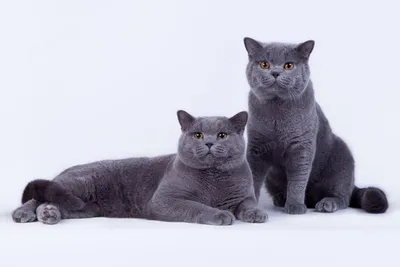Порода кошек британская короткошерстная - 95 фото