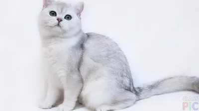 Британская кошка (27 фото) | Котята, Кот с усами, Милые котики