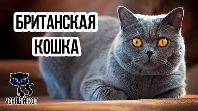 ✓ Британская кошка: плюсы и минусы породы - YouTube