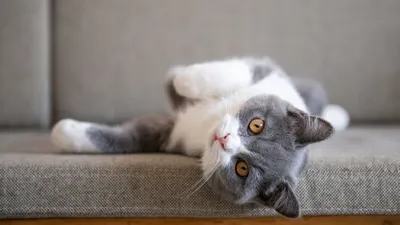 Фото Британская кошка пежит на диване