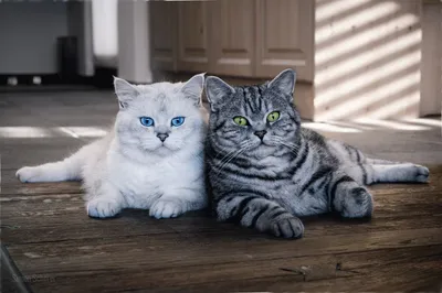 Фото британских кошек разных окрасов (голубой, мраморный и т. д.) | Сайт  «Мурло»