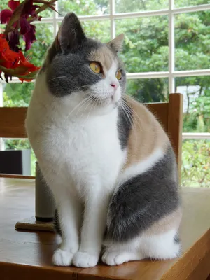 Трехцветная британская кошка - картинки и фото koshka.top