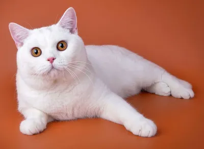 Белая британская кошка: длинношерстная, короткошерстная - фото британцев,  описание окраса, генетика