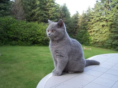 Британская кошка: описание породы с фото — Pet-Mir.ru