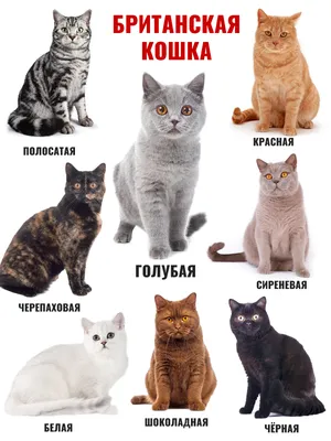 Британская кошка: описание породы, фото, где купить | Мур ТВ