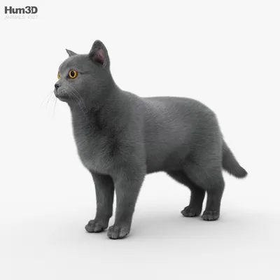 С анимацией Британская короткошёрстная кошка 3D модель - Животные на Hum3D
