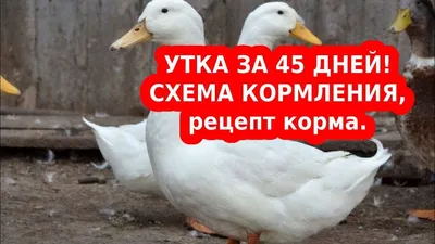 Утки купить на Зозу.ру