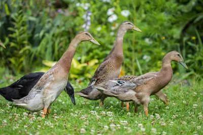 Продаём утки 🦆породы Черри-Велли, Фаворит по 280 руб ! Бройлеры Кобб-500  вес 2-2,2 кг ,по 280 руб! Красные куры несушки, белые… | Instagram