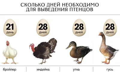 ТОРОПИТЕСЬ! ПОСЛЕДНИЙ ВЫВОД В ЭТОМ ГОДУ!... | Интересный контент в группе  лпх - курочка ряба в смоленске сельхозптица