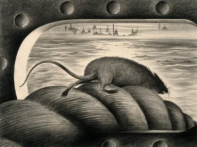 Обвиненные в распространении чумы черные крысы колонизировали Европу дважды  — Naked Science