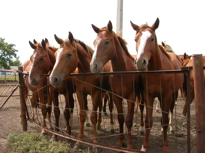 File:Two year old budjonny stallions in russia.jpg - Wikimedia Commons