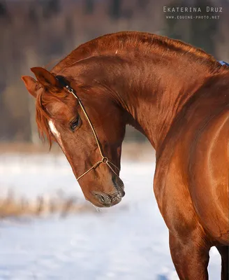 Англо-буденновская кобыла 10 лет - 123 | horsemart.ru