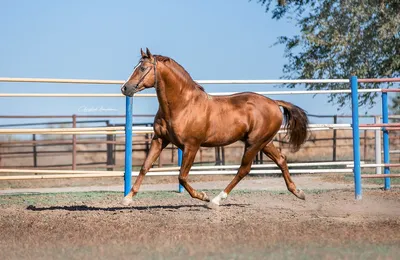 Budyonnovskaya horse / Буденновская лошадь | Картины, Холст, Работы