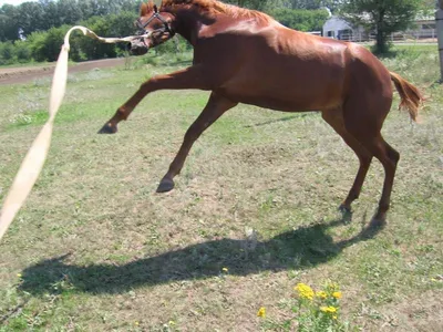 Буденновская - фотографии - equestrian.ru