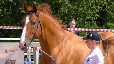 Буденновская - фотографии - equestrian.ru