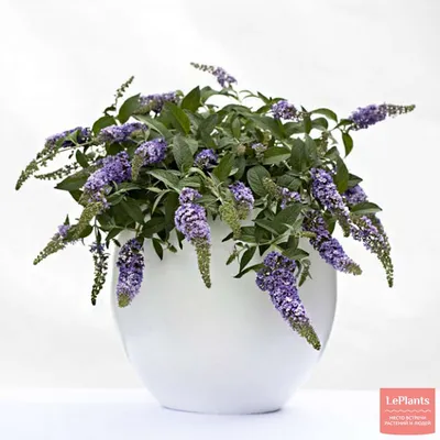 Буддлея (Buddleja) — описание, выращивание, фото | на LePlants.ru