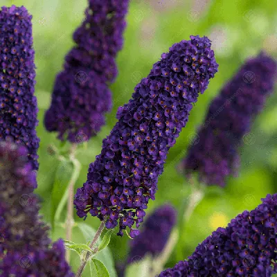 Будлея Давида Black Knight 2 годовая, Будлея Давида Блек Найт, Buddleja  davidii Black Knight, цена 90 грн, купить на UB.UA • UB.UA