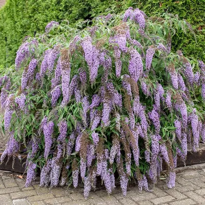 Будлея Давида Wisteria Lane 2 годовая, Будлея Давида Вистерия Лэйн,  Buddleja davidii Wisteria Lane, цена 115 грн, купить на UB.UA • UB.UA