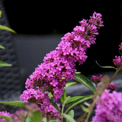 Будлея давида Софи (Buddleja davidii Sofi) - описание сорта, фото, саженцы,  посадка, особенности ухода. Дачная энциклопедия.