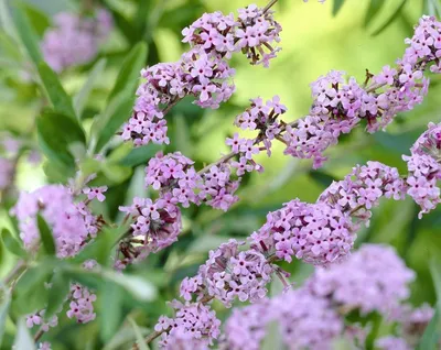 Будлея Аргенті Buddleja alternifolia Argentea цена - Екомалина