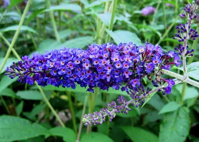 Будлея Давида Empire Blue 2 річна, Будлея Давида Эмпайр Блю, Buddleja  davidii Empire Blue: продажа, цена в Калуше. Саженцы декоративных деревьев  и кустарников от \