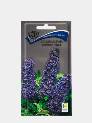 Будлея Давида фиолетово голубая, семена купить по цене 64.9 ₽ в  интернет-магазине KazanExpress