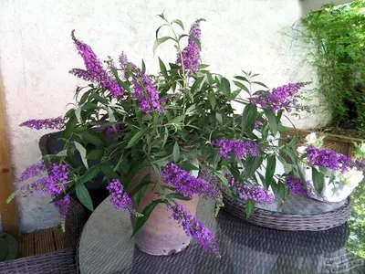 Будлея давида Софи карликовая (балконная) (Buddleja davidii Sofi) -  описание сорта, фото, саженцы, посадка, особенности ухода. Дачная  энциклопедия.