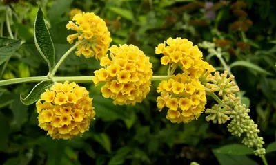 Купить Будлея Давида Sungold 2 річна, Будлея Давида Санголд, Buddleja  davidii Sungold, цена 140 грн — Prom.ua (ID#1028360709)