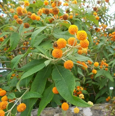 Буддлея Вейера Санголд (Sungold) (Buddleja weyeriana Sungold) - описание  сорта, фото, саженцы, посадка, особенности ухода. Дачная энциклопедия.