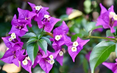 Фотографии Листья Фиолетовый цветок Бугенвиллия вблизи 3840x2400