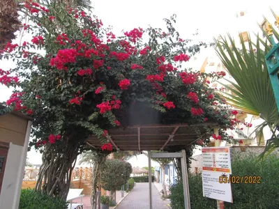 Самое красивое растение в Египте — бугенвиллия