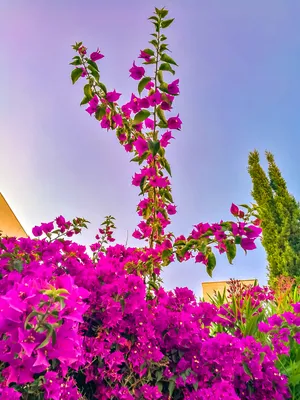 Потрясающее зрелище - цветущая бугенвиллия на Кипре - Блоги Кипра