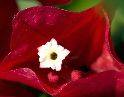 Бугенвиллия – фото цветка, уход за бугенвилией. | Любимые цветы