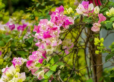 Цветущая бугенвиллия Фон, цветы, Бугенвиллея, Свежие цветы фон картинки и  Фото для бесплатной загрузки