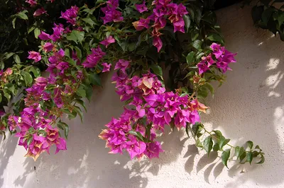 Фотографии цветок Бугенвиллия