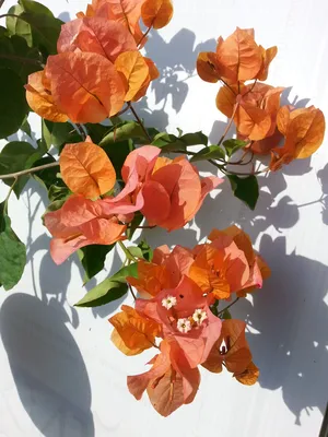 Бугенвиллия - бумажный цветок. Секреты выращивания. | Растюшки | Дзен