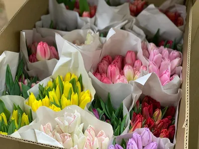 Купить букет цветов на 8 марта из 15 тюльпанов в Саратове