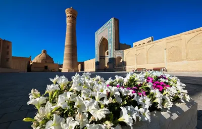 Обои цветы, ворота, минарет, Узбекистан, Бухара картинки на рабочий стол,  раздел город - скачать