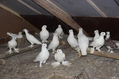 Uzbek pigeons\" \"Ok-mallya\" \"Узбекские голуби\" \"Ок-малля\". | Pigeon, Bird,  Birds