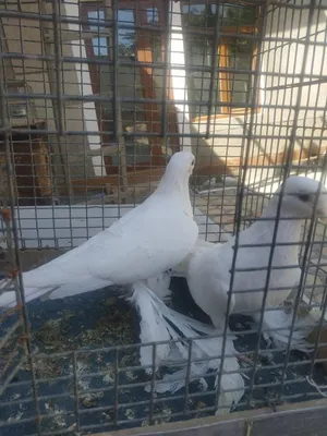 Uzbek pigeons\" \"Kok-udy\" / \"Узбекские голуби\" \"Кок-уды\". | Aves