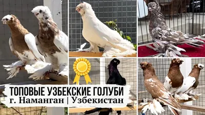 Узбекские бойные голуби / Uzbek Pigeons ( Христофор Терзопуло , Афины,  Греция ) - YouTube